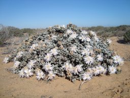 Wooleya farinosa powdered leaves!
